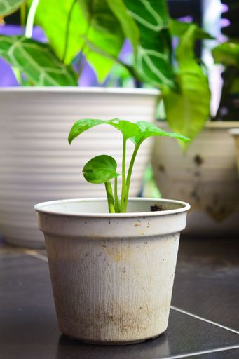 A vertical selective focus shot of green monstera plant in a pot adorning the simple home terrace