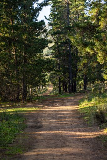 A vertical shot of the path surrounded by the forest with long green trees