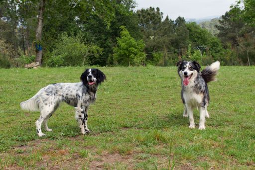 An English Setter dog and Australian Shepherd playing on the grassland with trees
