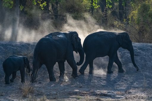 A young elephant who sprinkles himself with dust after bathing, the family walking in the forest in India