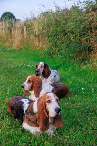 A row of three Basset Hound dogs relaxing on the green grass at the garden