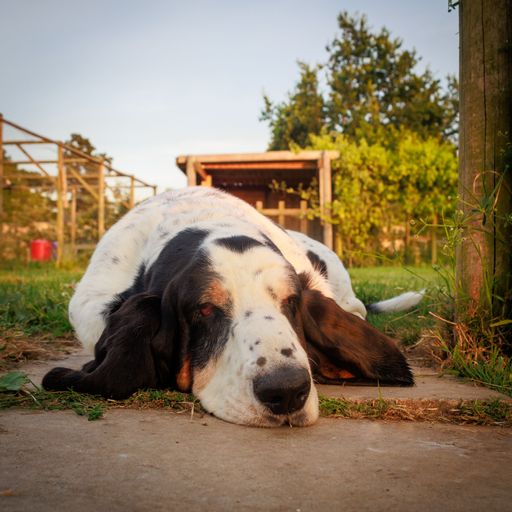A closeup shot of a Basset Hound dog laying on the tile walkway in house backyard garden