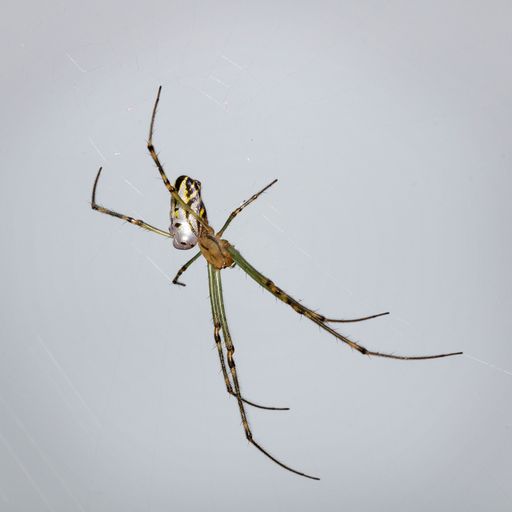 An orb weaver spider on NSW Central Coast in Australia