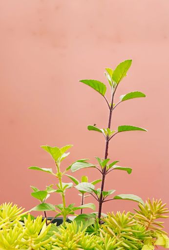A vertical shot of small mint trees and succulents with a peach colored background