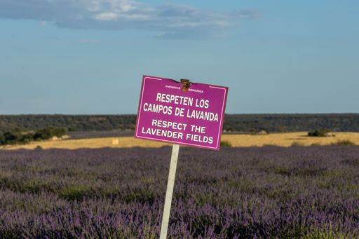A closeup shot of a sign restricting the entering into the lavender fields
