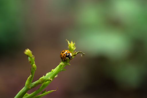 A close-up shot of a ladybug on a plant stem