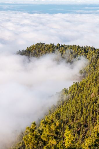 A vertical shot of the mountain with pine trees on the island of Tenerife covered by clouds