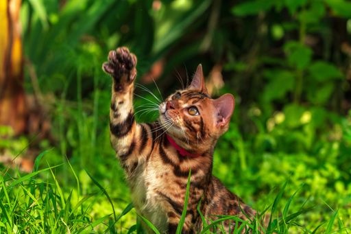 Fluffy Bengal cat catching something in the air while resting outdoors