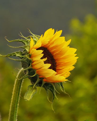 A bright sunflower is about to open