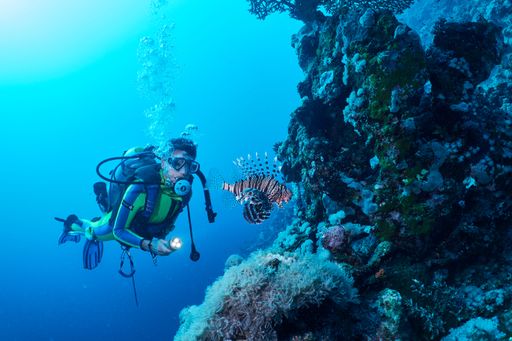 A lion fish and scuba diver in Red Sea, Marsa Alam, Egypt