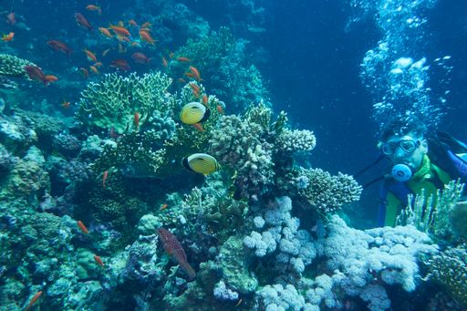 The butterfly fishes and a scuba diver in Red Sea, Marsa Alam, Egypt