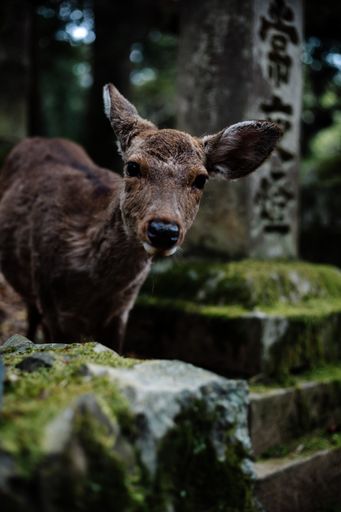 A selective focus shot of an adorable deer near the ruins