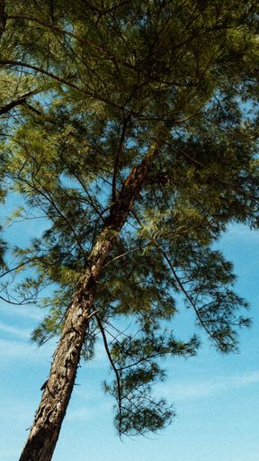 A low angle shot of green pine trees growing on a sunny day