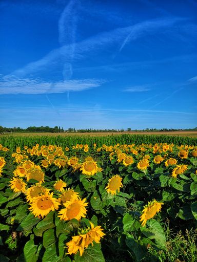 A vertical shot of a sunflowers field under a blue sky