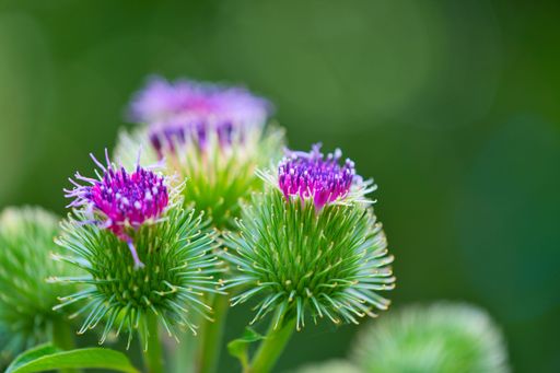 closeup on a flowering greater burdock, genus Arctium , Arctium lappa, Asteraceae macro photo