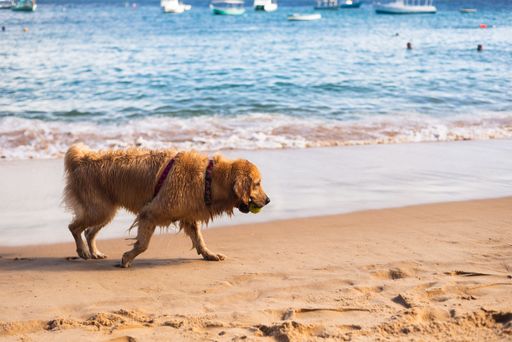 A brown dog plays in the sand of Porto da Barra beach in Salvador, Bahia