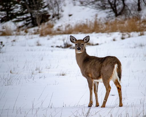 A closeup shot of a deer in the winter in New Brunswick, Canada