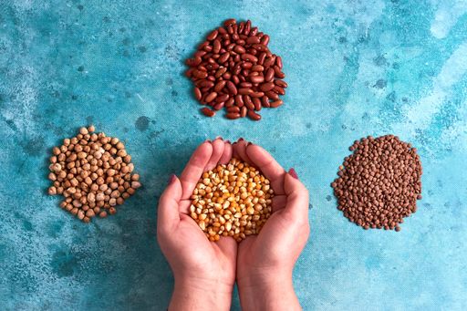 A top view of piles of chickpeas red kidney beans and brown lentils with a female hand holding the corn kernels
