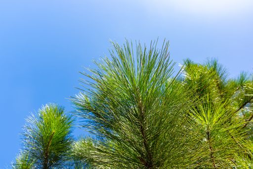 A low angle shot of pine branches under the sunlight and a blue sky