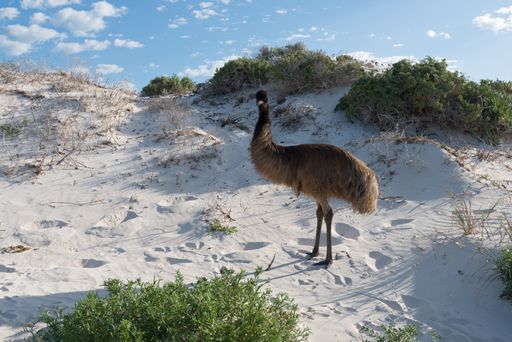 A closeup shot of the second-largest living bird called an emu standing on the sand near a beach