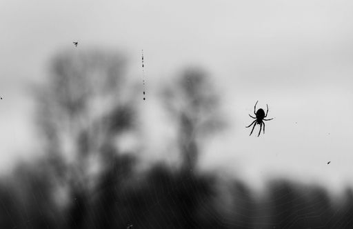 A grayscale shot of a dark spider on a glass window