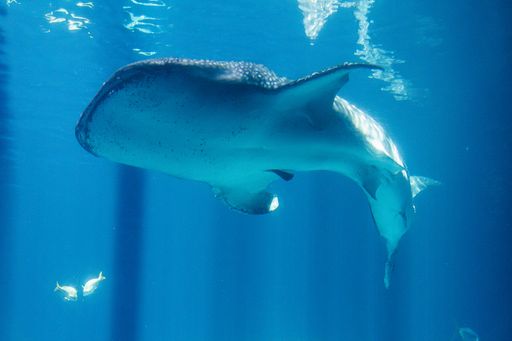 A closeup shot of a whale shark swimming in the water in Atlanta, United States