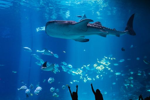 A closeup shot of a whale shark swimming with a school of fish in the water in Atlanta, United States