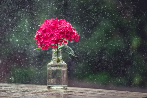 A beautiful shot of a red flower in a pot on a wooden table with green background