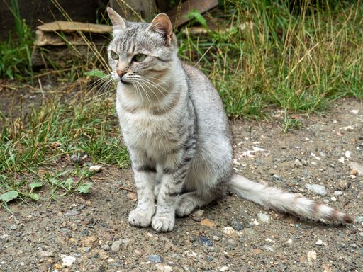 A closeup shot of a Ceylon cat sitting on the ground