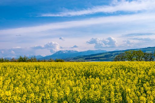 Field of yellow rapeseed - Sempach, Switzerland