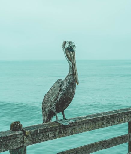 A vertical shot of a pelican perched on a wooden fence above water
