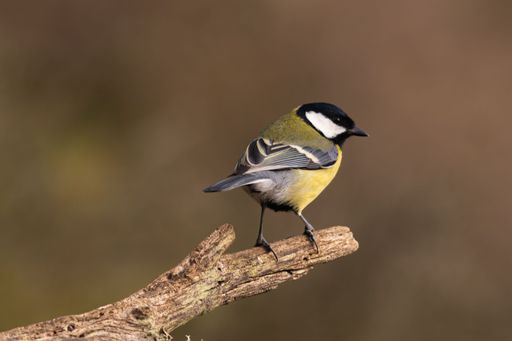 A selective focus shot of great tit (Parus major) perched on a branch