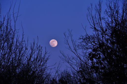 A beautiful scenery of the full moon in the evening sky with trees in the foreground