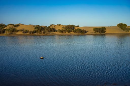 A mesmerizing shot of a beautiful seascape and trees under a blue sky
