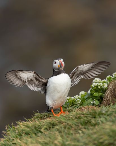 A vertical shot of a cute Atlantic puffin in Grimsey Island, Iceland