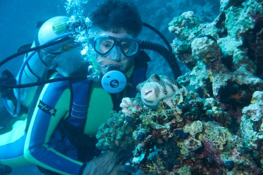 A closeup of a diver looking at Pufferfish resting on a coral