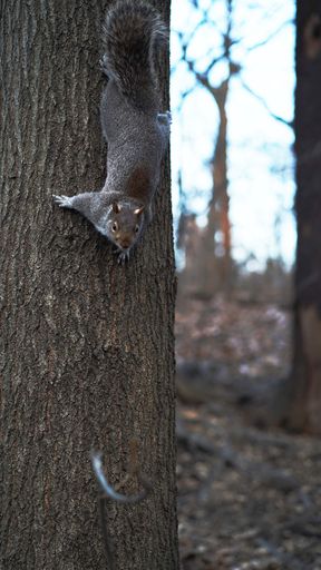 A vertical shot of a squirrel on a tree trunk