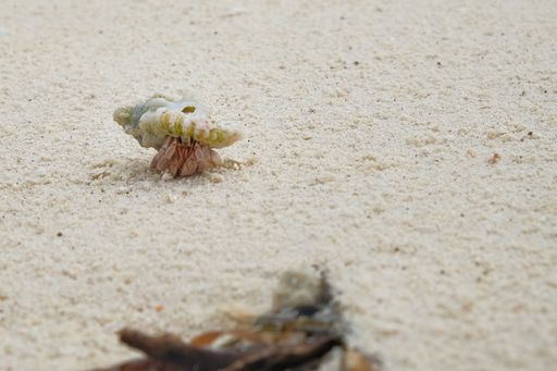 A selective focus shot of a hermit crab in a shell on the sand