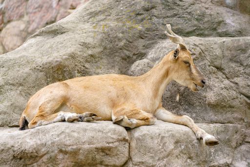 A view of the screw-horned goat looking aside while sitting before the cliffs