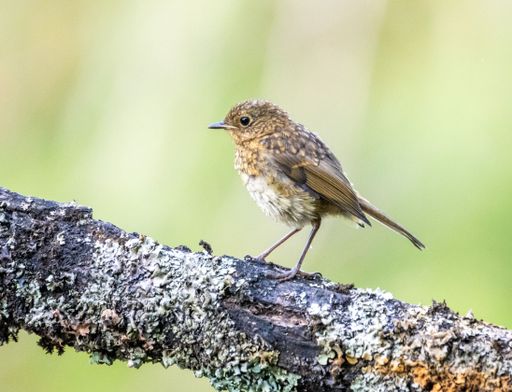 A closeup shot of a young robin on a tree branch.