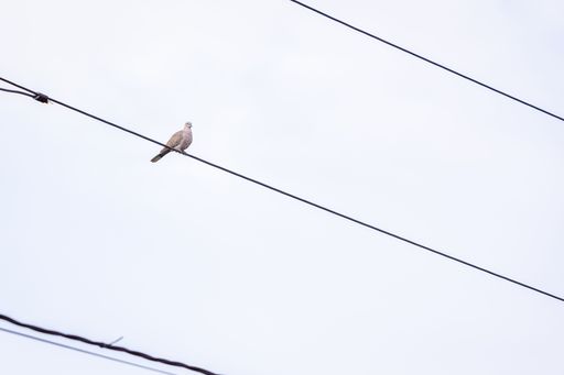 A low angle shot of a brown pigeon perched on an electrical wire