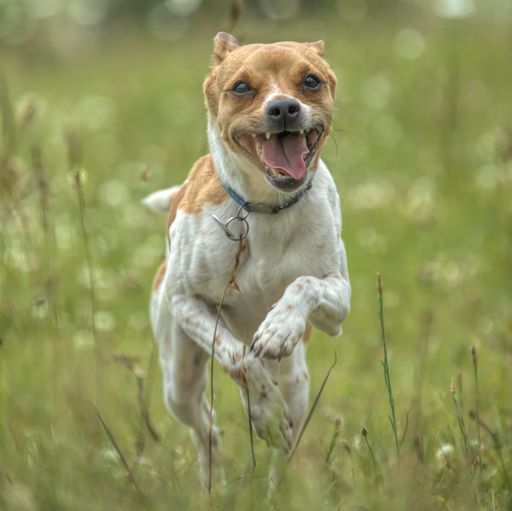 A shot of a playful Jack Russell Terrier running in the meadow