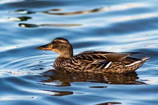 A closeup of a female mallard, Anas platyrhynchos floating on the water's surface.
