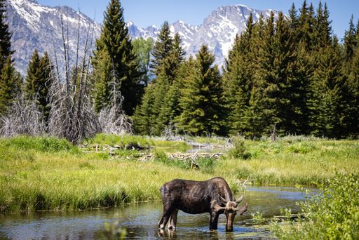 A scenic view of a moose drinking water from a lake in Grand Tetons National Park, Wyoming
