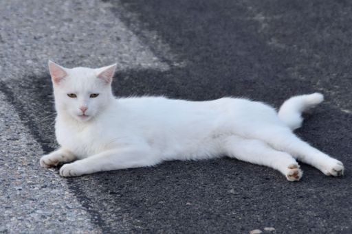 A cute white cat on a rough gray pavement