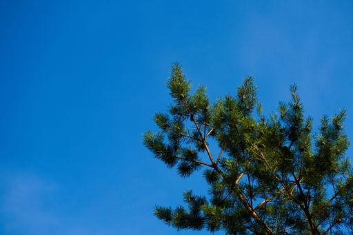 A close-up shot of pine tree branches with a background of a blue sky