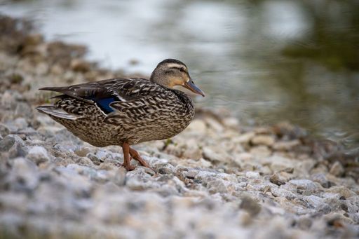 A closeup shot of a beautiful duck standing near the lakeside on the stones