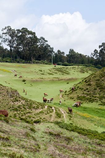 A vertical shot of a herd of brown llamas grazing in the mountains of Ecuador