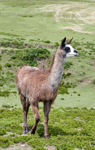 A vertical shot of a brown white llama grazing in the rural mountains of Ecuador