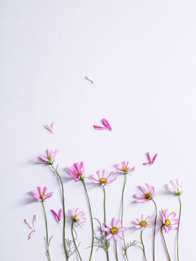 A flat lay of pink garden cosmos flowers on a white background - Cosmos bipinnatus